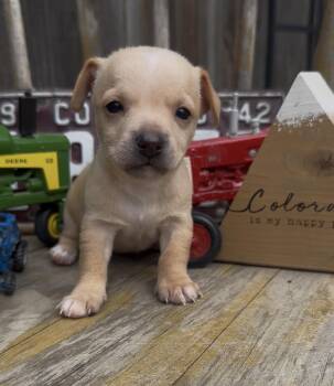 Norwood -  Chihuahua and Mixed Breed Dog for Adoption in Severance, Colorado - Norwood | PetCurious