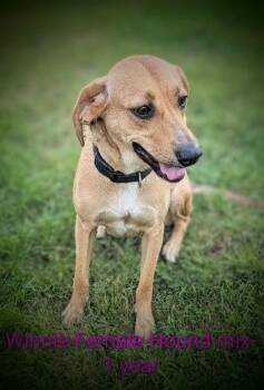 Winnie -  Redbone Coonhound Dog for Adoption in Mauston, Wisconsin - Winnie | PetCurious