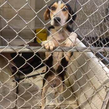 Rasmodeus Stray Hold 8/16 -  Mixed Breed Dog for Adoption in Huntington, West Virginia - Rasmodeus Stray Hold 8/16 | PetCurious