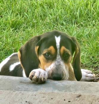 Bailey -  Coonhound Dog for Adoption in Thayne, Wyoming - Bailey | PetCurious
