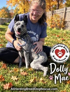Dolly Mae -  Cattle Dog Dog for Adoption in Joliet, Illinois - Dolly Mae | PetCurious