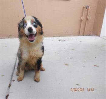 NEON BETANCES -  Australian Shepherd Dog for Adoption in Doral, Florida - NEON BETANCES | PetCurious