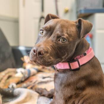 Mollie -  Pit Bull Terrier and Chocolate Labrador Retriever Dog for Adoption in Pawling, New York - Mollie | PetCurious