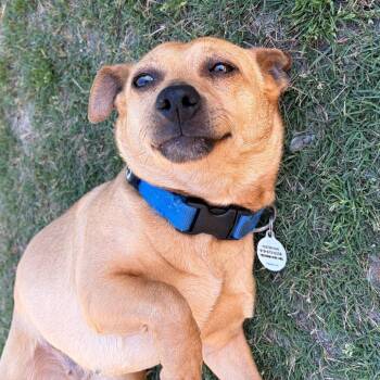 Mixed Breed Dogs Available for Adoption in Raleigh, North Carolina - Valentina | PetCurious