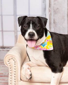 Pit Bull Terrier and American Bulldog Dogs Available for Adoption in Frisco, Texas - Harley | PetCurious