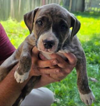 Brookie -  Chesapeake Bay Retriever Dog for Adoption in Lincoln, Nebraska - Brookie | PetCurious