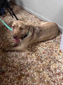 Labrador Retriever and Belgian Shepherd Malinois Dogs Available for Adoption in Newnan, Georgia - Lucie | PetCurious