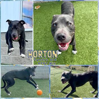 Rescue Pit Bull Terrier Dogs for Adoption in Franklin, Indiana - Horton | PetCurious