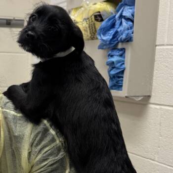 Sami -  Mixed Breed Dog for Adoption in Murray, Utah - Sami | PetCurious