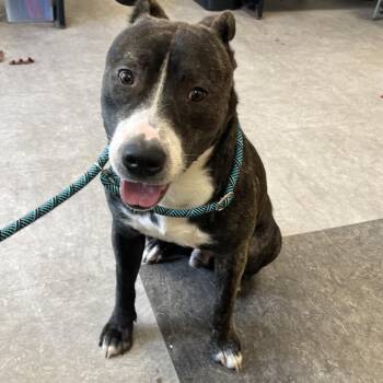 Kiln -  Mixed Breed Dog for Adoption in Philadelphia, Pennsylvania - Kiln | PetCurious