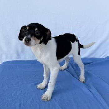 Australian Shepherd Dogs Available for Adoption in Carencro, Louisiana - Thomas The Train | PetCurious