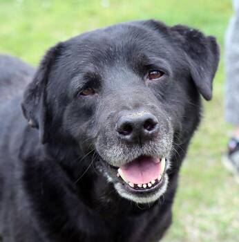 Labrador Retriever Dogs Available for Adoption in Kansas City, Kansas - Remy (AO36620) | PetCurious