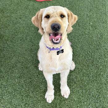 William -  Standard Poodle Dog for Adoption in Freeport, Florida - William | PetCurious