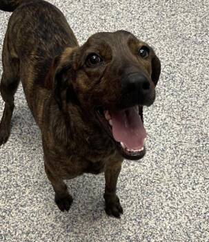 Plott Hound Dogs Available for Adoption - Fancy | PetCurious