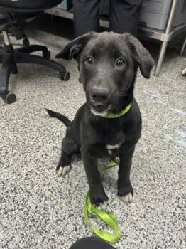 Mixed Breed Dogs Available for Adoption in West Chester, Pennsylvania - Rosemary | PetCurious