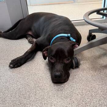 Turbo (Scout) -  Labrador Retriever and Mixed Breed Dog for Adoption in Englewood, Florida - Turbo (Scout) | PetCurious