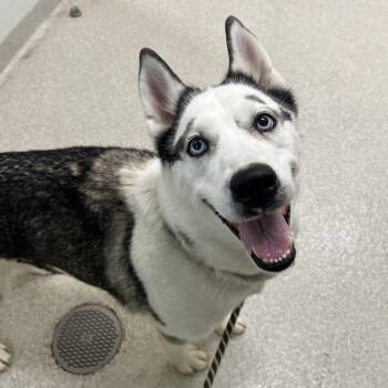Husky Dogs Available for Adoption - Riley | PetCurious