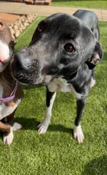 Rescue Whippet and Labrador Retriever Dogs for Adoption in Columbia, Maryland - Yin | PetCurious
