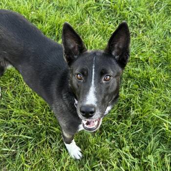 Shepherd and Husky Dogs Available for Adoption in Ferndale, Washington - Zara | PetCurious