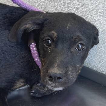Mixed Breed Dogs Available for Adoption in Las Cruces, New Mexico - Amaryills | PetCurious