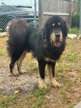 Tibetan Mastiff Dogs Available for Adoption in Lakeland, Florida - Kuma | PetCurious