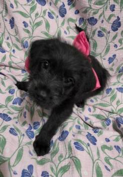 Kimiko -  Terrier and Miniature Schnauzer Dog for Adoption in Liverpool, Texas - Kimiko | PetCurious