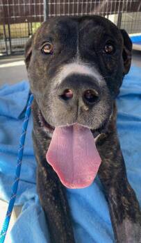 Rescue Great Dane and Dogue De Bordeaux Dogs for Adoption in Colusa, California - Zeus | PetCurious