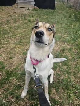 Australian Cattle Dog Blue Heeler and Mixed Breed Dogs Available for Adoption - ELLIE | PetCurious