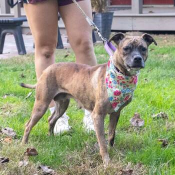 Tiger Lilly (Female) Avail 10/23 -  Boxer and Staffordshire Bull Terrier Dog for Adoption in West Grove, Pennsylvania - Tiger Lilly (Female) Avail 10/23 | PetCurious