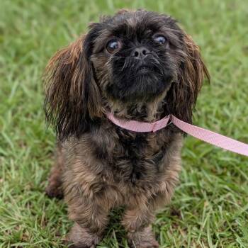 Teddi-Grace 08-1105 -  Pekingese and Shih Tzu Dog for Adoption in Covington, Georgia - Teddi-Grace 08-1105 | PetCurious