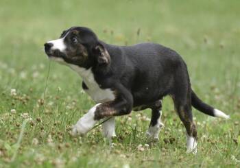 Presley -  Plott Hound Dog for Adoption in Mechanicsburg, Pennsylvania - Presley | PetCurious