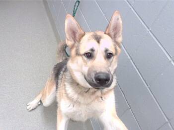 Rescue German Shepherd Dog and Mixed Breed Dogs for Adoption in Omaha, Nebraska - LANDON | PetCurious