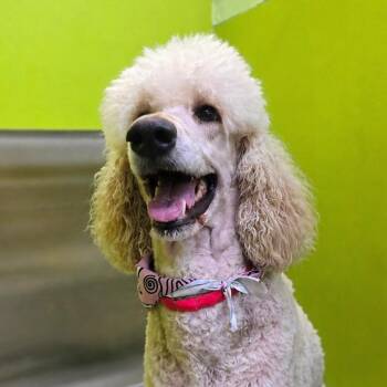 Standard Poodle Dogs Available for Adoption in San Jacinto, California - Vanilla | PetCurious