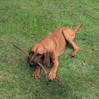 Luann -  Bloodhound Dog for Adoption in Blairstown, New Jersey - Luann | PetCurious