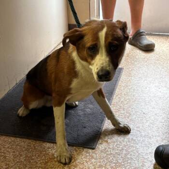 Beagle -  Border Collie and Australian Shepherd Dog for Adoption in Chehalis, Washington - Beagle | PetCurious