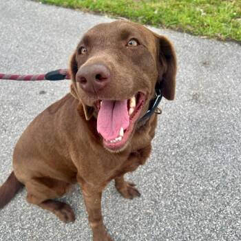 Kenzie -  Chocolate Labrador Retriever Dog for Adoption in West Palm Beach, Florida - Kenzie | PetCurious