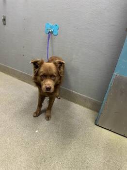 Golden Retriever and Mixed Breed Dogs Available for Adoption in Las Vegas, Nevada - ZACH | PetCurious