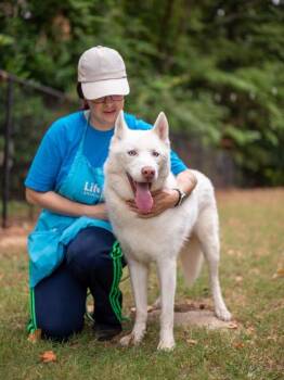 Cerulean -  Mixed Breed Dog for Adoption in Chamblee, Georgia - Cerulean | PetCurious