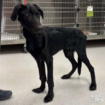 Gator -  Labrador Retriever and Retriever Dog Available for Adoption in Washington, District Of Columbia - Gator | PetCurious