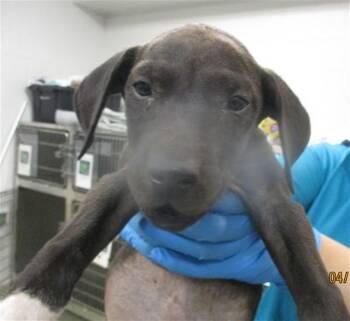 Pit Bull Terrier Dogs Available for Adoption in Oklahoma City, Oklahoma - A472731 | PetCurious