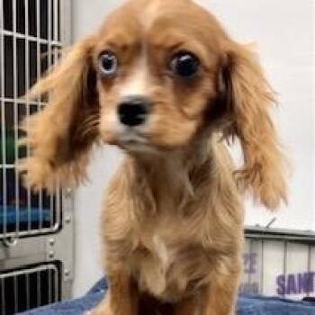 Rescue Cavalier King Charles Spaniel Dogs for Adoption in Lincolnwood, Illinois - Robin | PetCurious