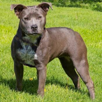 Pit Bull Terrier Dogs Available for Adoption in South Elgin, Illinois - Ladybug | PetCurious