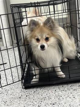 Pomeranian and Papillon Dogs Available for Adoption in Canfield, Ohio - WALLY | PetCurious