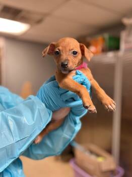 Rescue Pit Bull Terrier and Mixed Breed Dogs for Adoption in Chillicothe, Ohio - Thelma | PetCurious