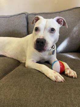 Rescue Pit Bull Terrier Dogs for Adoption in Germantown, Tennessee - Diesel | PetCurious