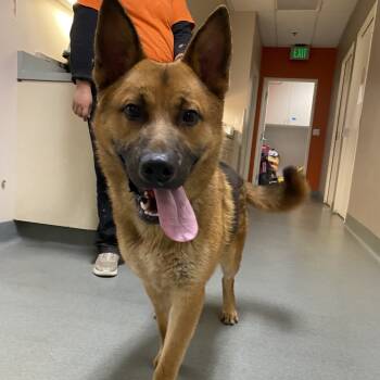 Rescue German Shepherd Dog Dogs for Adoption in Westminster, California - WAGS-Stray-20071 | PetCurious