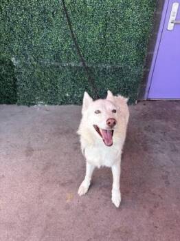 61232410 -  Siberian Husky and Mixed Breed Dog for Adoption in El Paso, Texas - 61232410 | PetCurious