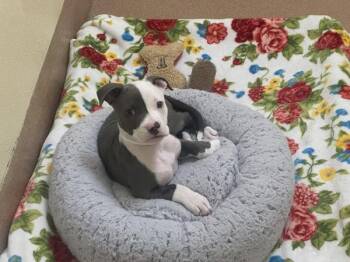 Gooseberry -  American Staffordshire Terrier Dog for Adoption in Walnut Creek, California - Gooseberry | PetCurious