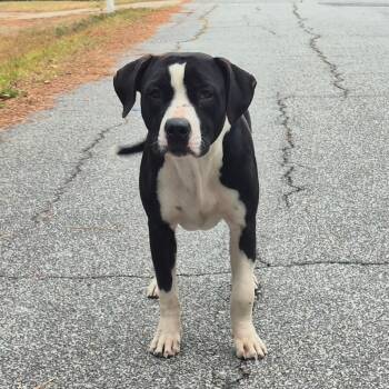 Rescue Mixed Breed Dogs for Adoption in Columbus, Georgia - 11/19/2025-Stray-AdamsStreet-2 | PetCurious