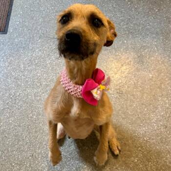 Whitney -  Cairn Terrier and Jack Russell Terrier Dog for Adoption in Metamora, Michigan - Whitney | PetCurious